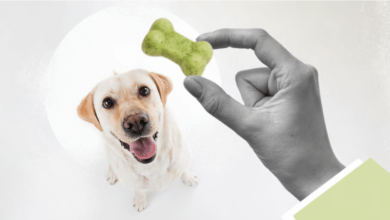 What Is the Best Cbd for Dogs With Anxiety