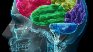 How Does Cbd Affect Your Brain