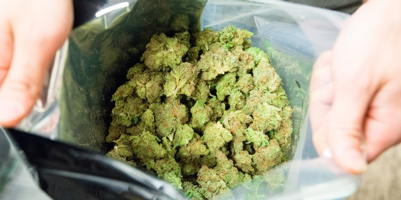 THCA for Maximum Potency
